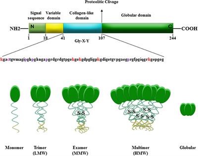 Interfering Role of ERα on Adiponectin Action in Breast Cancer